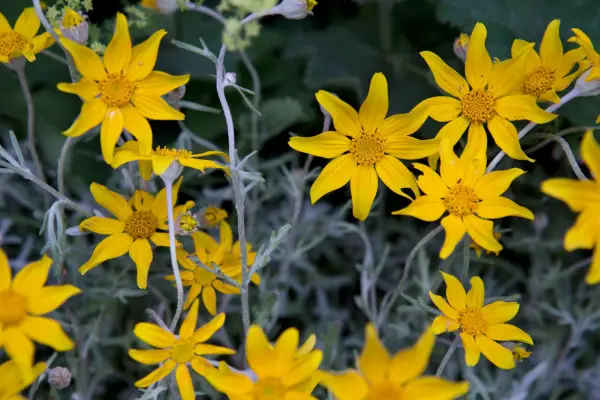 Eriophlyphlllan lanatum