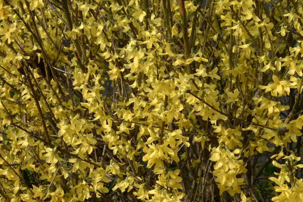Forsythia x Intermedia 'Weekend'