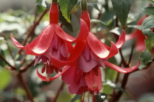 Fuchsia 'Tennessee Waltz'