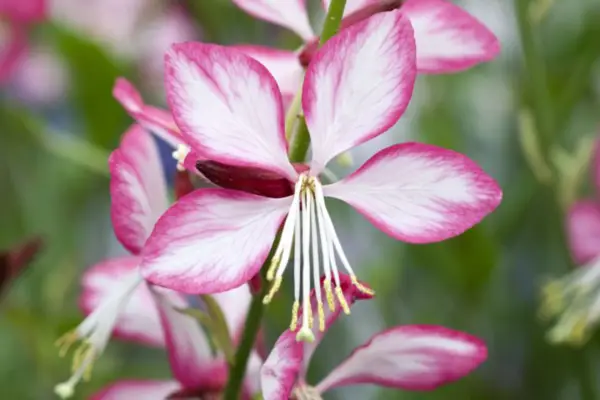 Gaura Lindheimeri 'Rosyjane'