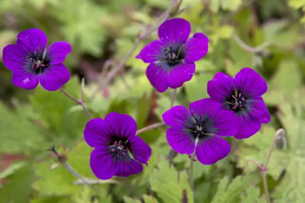 Gerânio 'Ann Folkard'