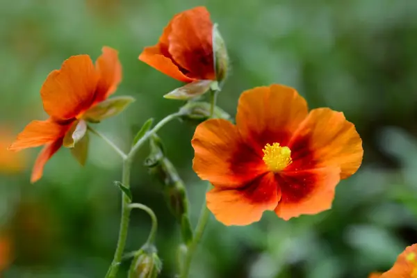 Helianthemum 'Southmead'