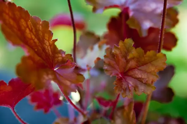 Heuchera 'Bombeiros Chefe'