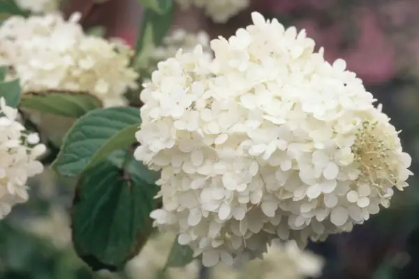 Hydrangea paniculata 'burgundská krajka'