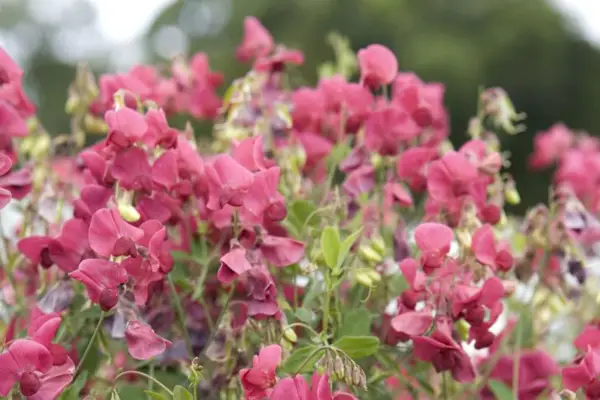 Lathyrus rotundifolius