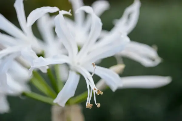 Nerine Bowdenii 'Alba'