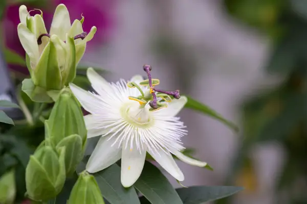 Passiflora 'Constance Elliot'