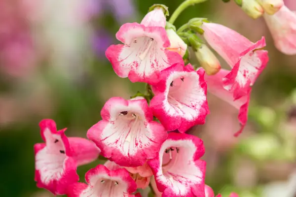 Penstemon „Flamingo”