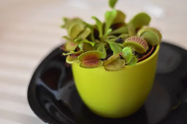 Venus fly trap. Getty images