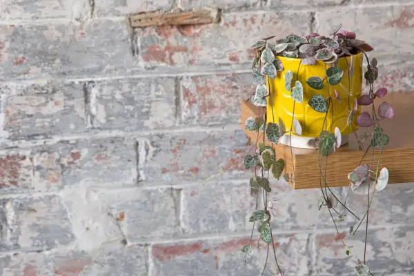 String of hearts, Ceropegia linearis subsp, woodii
