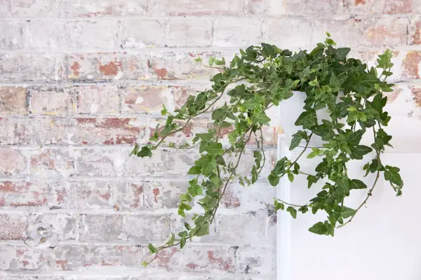 Ivy as a house plant