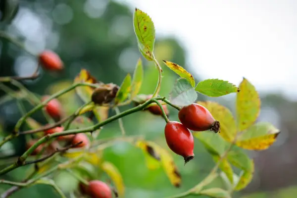 Rosehips