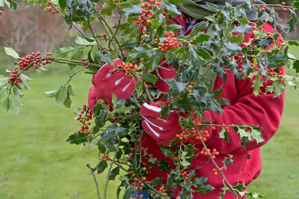Holly (Ilex aquifolium)