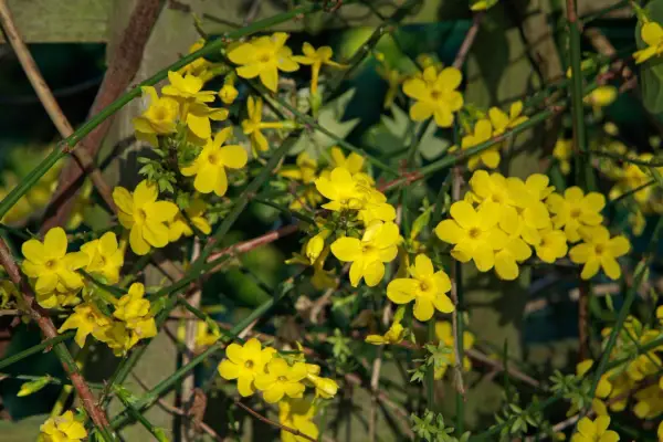 Winter jasmine Jasminum nudiflorum