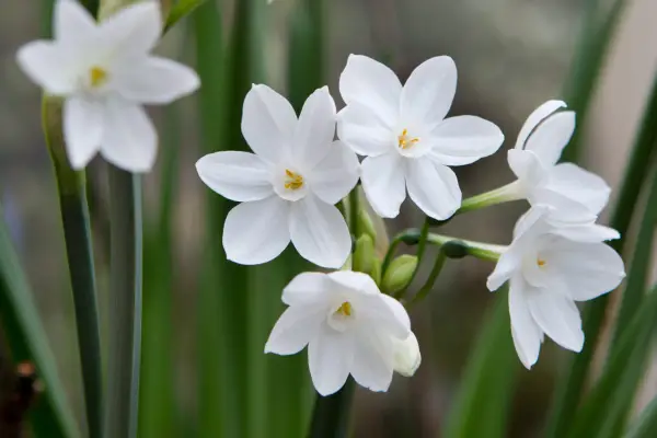 Paperwhite narcissi