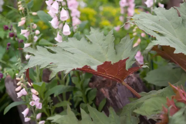 Rheum palmatum