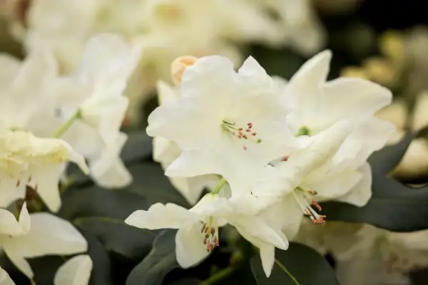 Rododendro 'Rainha Elizabeth II'