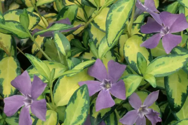 Vinca 마이너 '일루미네이션'