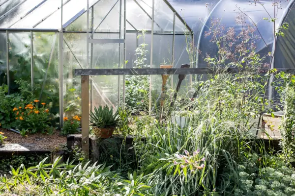 Greenhouse and polytunnel in the garden