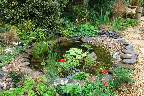 Small garden pond and surrounding plants