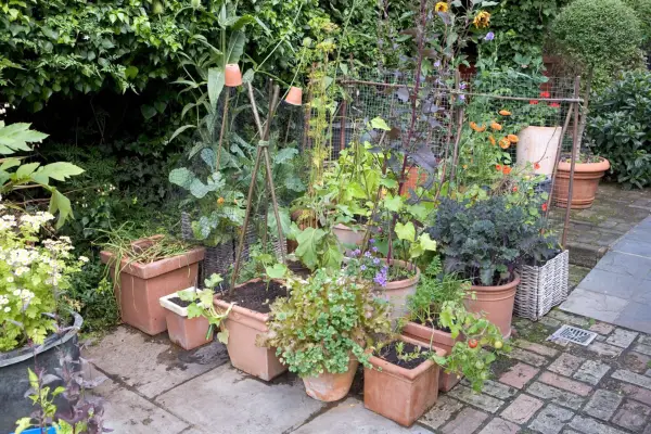 Patio veg including kale, tomatoes and fennel