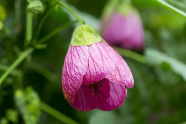 Abutilon megapotamicum 'Bella Pink'