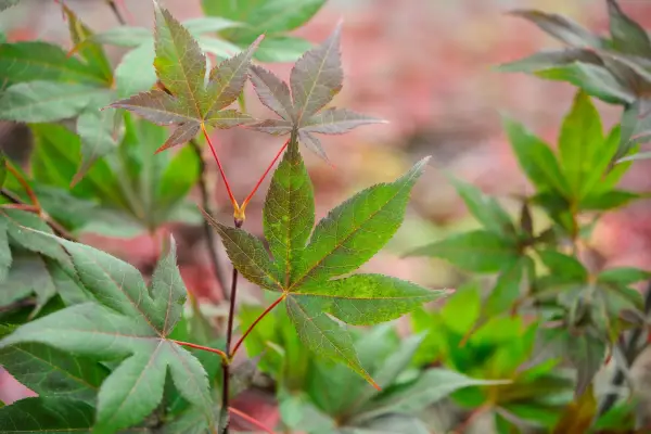 Acer Palmatum „O-Kagami”