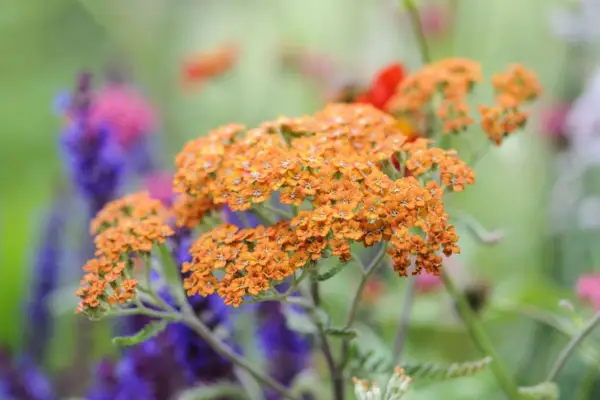 Achillea 'Terracotta'