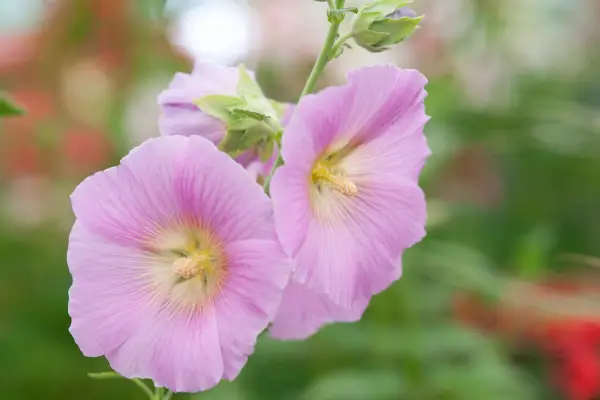 Alcea Rosea 'Halo Pink'(Halo Series)