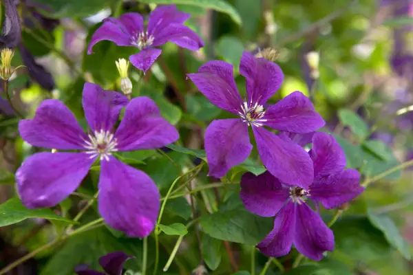 Clematis 'negritjnka'