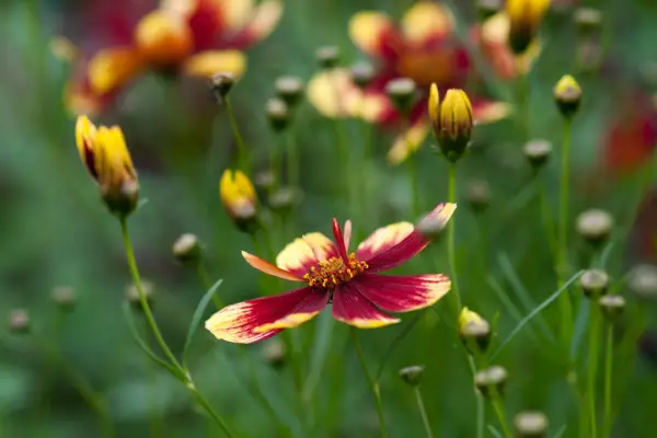 Correopsis 'Benal Tiger'