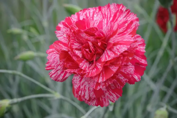 Dianthus 'Cosmic Swirl Red'