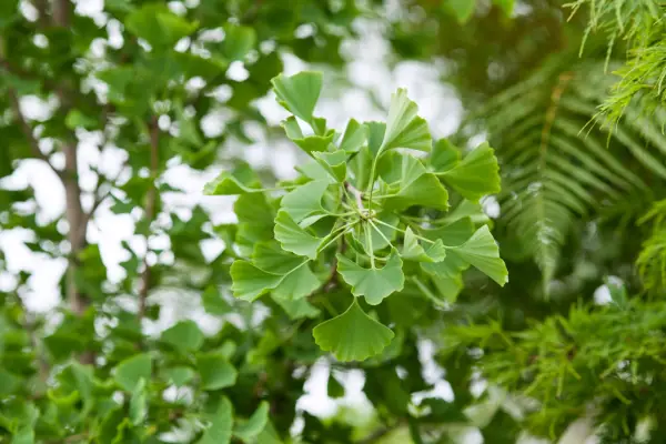 Ginkgo Biloba