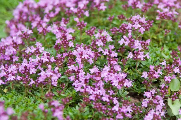 Thymus vulgare