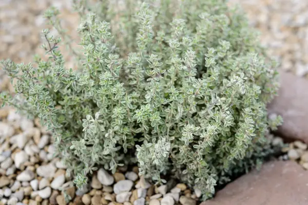 Thymus citriodorus 