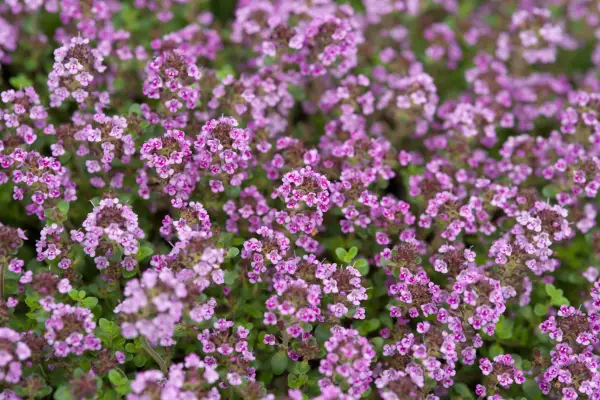 Thymus 