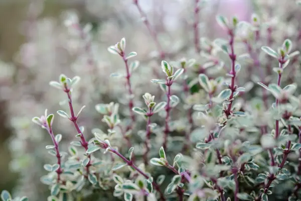 Thymus vulgaris 