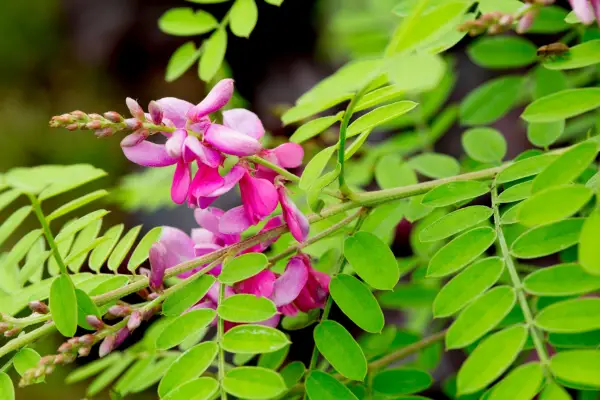 Indigofera Heterantha