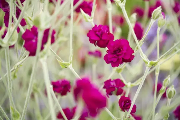 Lychnis Coronaria
