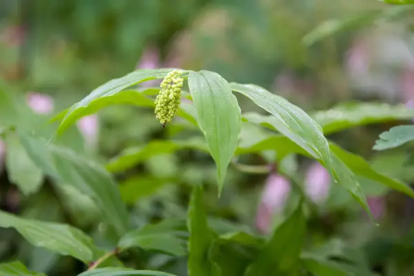 Maianthemum racemosum