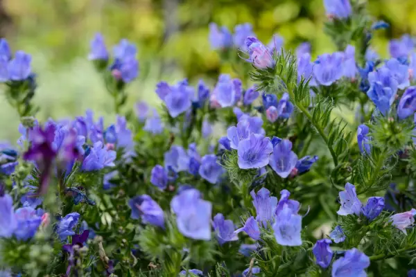 Plants for bees – viper