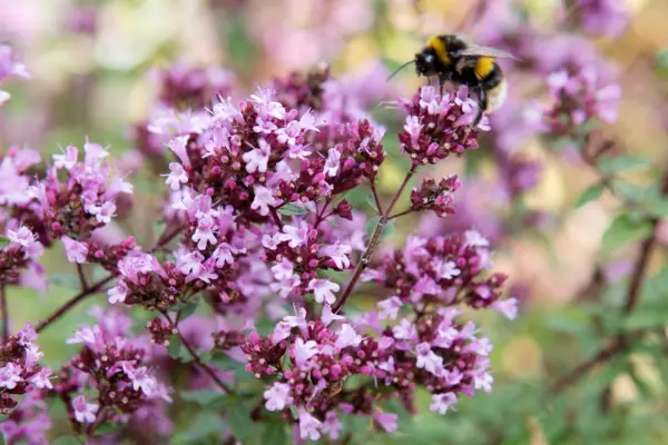 Wild marjoram (Origanum vulgare) in flower with bumblebee