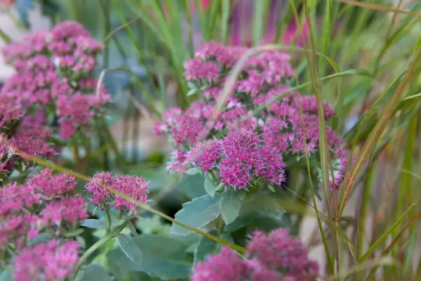 Hylotelephium spectabile in flower