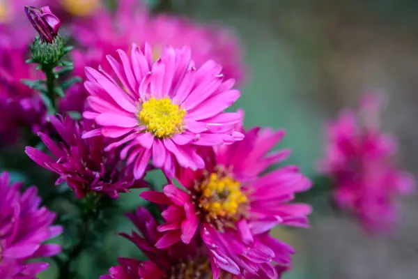 Michaelmas daisy (Aster novi-belgii 