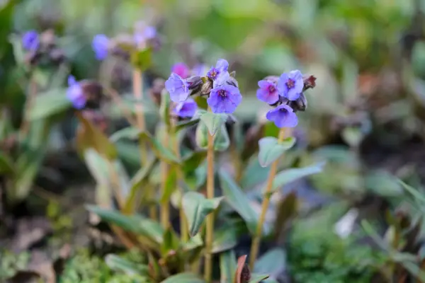Pulmonaria angustifolia in flower