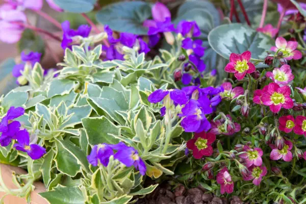Variegated Aubrieta planted with saxifrage