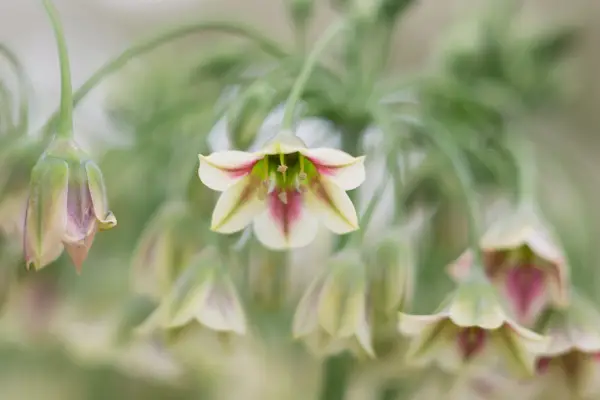 Honey garlic (Nectaroscordum siculum subsp. bulgaricum) in flower