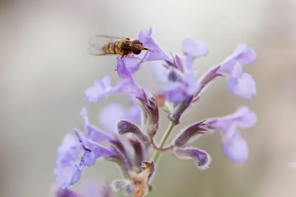 Hoverfly visiting a catmint (Nepeta) flower