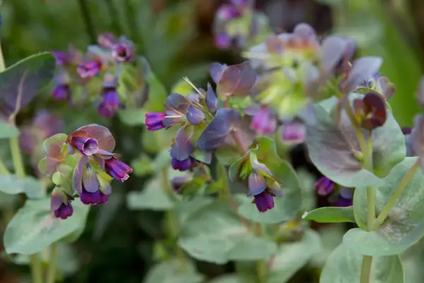 Honeywort (Cerinthe major 
