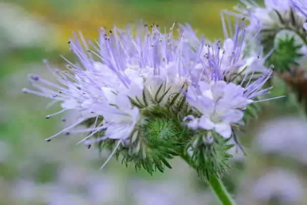 Scorpionflower (Phacelia tanacetifolia) in flower